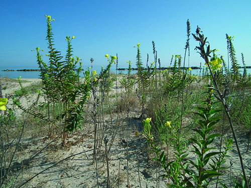 Spiaggia di Dune di Contrada Ghiomera :: 701