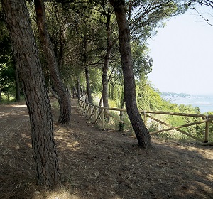 La Pinetina di San Donato :: 728