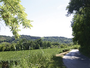 Fosso del Torrente Saraceni :: 715