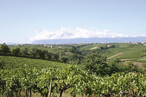 Vallata del Fiume Arielli e Contrada Feudo:: 702