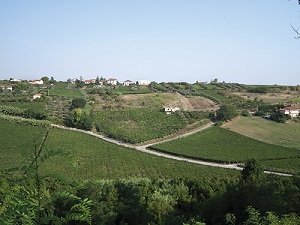 Vigneti e Uliveti tra Contrada San Pietro e Villa Grande :: 721